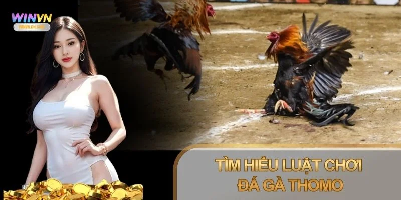 Luật chơi Đá Gà Thomo chỉ toàn bộ quy tắc điều hành trận đấu